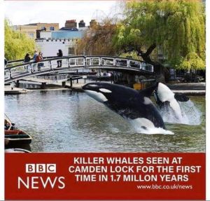 killer whales at Camden Lock