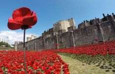 Ceramic poppies at the Tower of London, Aug 2014